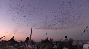 Ducks Unlimited on Reels