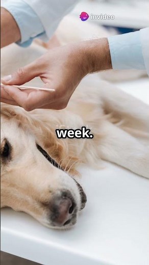 Golden Retrievers: Common Health Woes