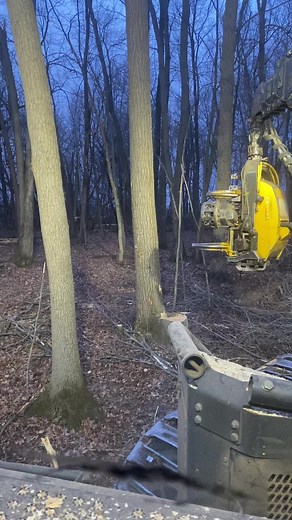 Little red oak action #wisco #logging #oak #ponsse #winter