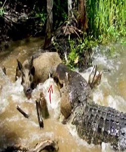 64K views · 101 reactions | Too fast too dangerous! Alligators beat wild boars in a flash. #Animal | Eagle Cam | Facebook