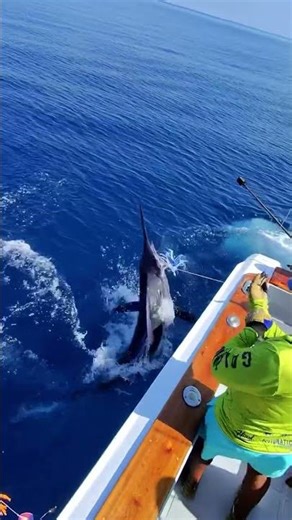 Galapagos - Striped Marlin on Ecuador Fly Fishing.