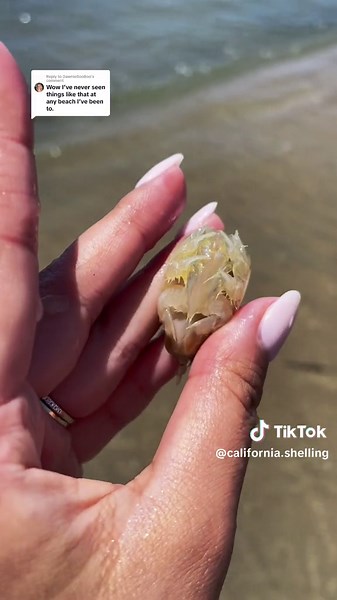 Replying to @DawnieBooBoo Found over a series of trips to tidepools in California! #sealife #tidepool