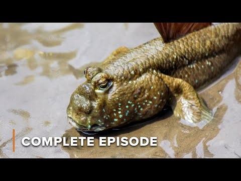 Walking Sharks, Blind Worms, and Tree-Climbing Crabs? | Alien Abyss 101