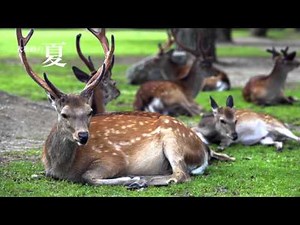 奈良観光バスnarakankobus