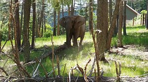 40K views · 1.8K reactions | Last week, elephant animal care manager,...