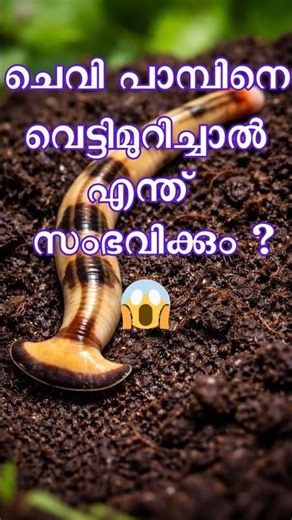 ചെവി പാമ്പിനെ വെട്ടിമുറിച്ചാൽ എന്ത് സംഭവിക്കും (hammerhead flatworm)