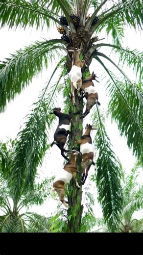 Why Do Goat Climb Palm Trees? Incredible Footage!Goats in the Sky: Climbing for Palm Fruits #ai #new