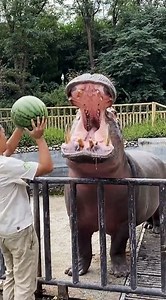 Hippos don't eat much for their size but they can crush a watermelon in a single bite with their strong jaws. This zookeeper has tested the appetite of the world's third-largest living land mammal, and his own nerves, by gingerly placing the fruit in its massive mouth. #EcoFuture #FunChina | China Plus Culture