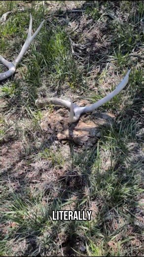 Deer Sheds | Colorado shed hunt