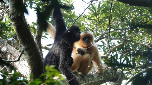 China has saved the world's rarest primate from extinction