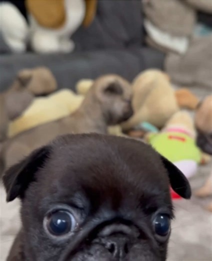 Kleine Möpse spielen: Niedliche Momente entdecken