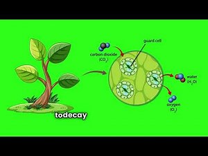 Carbon-14 Explained | How Radiocarbon Dating Works