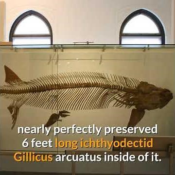 Xiphactinus || Description and Facts!