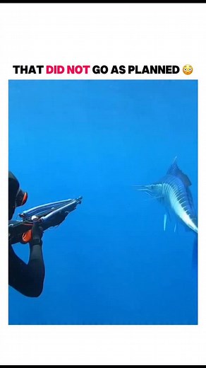 Spear fishing in history 👇 Spear fishing began long before written history, when early humans used sharpened sticks to hunt along rivers and coastlines. It was one of the first methods of gathering food, built on patience, breath control and instinct. The speargun changed everything. In the early 1900s, divers started creating simple spring and rubber-powered designs that could launch a spear through the water with real force. What had once been a primitive skill quickly evolved into a precise 