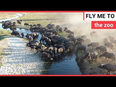 Drone footage shows majestic African animals in their natural habitat | SWNS