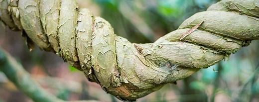 What Is African Dream Root And How Do You Prepare It?