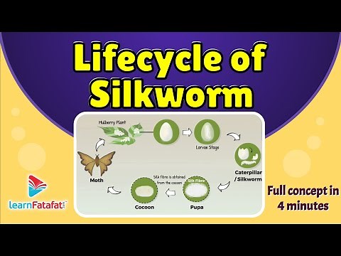 Class 7 Science Fibre to Fabrics - Lifecycle of Silkworm - CBSE - LearnFatafat