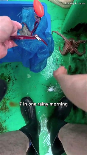 $1 Lure vs a $27/kg Octopus (Then We Ate It)