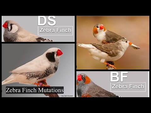 Zebra finch: Different mutations and how to breed them