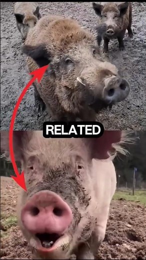 Pig vs. Boar: Same Snout, Different Beast 🐷🐗 #animals #facts #wildlife #amazing #shorts