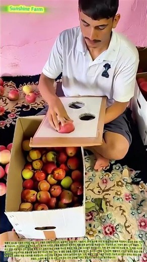 Manual Fruit Size Grading Process Using a Template Board