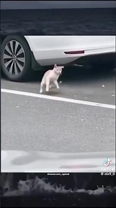 Memes From the Discord Dumpster