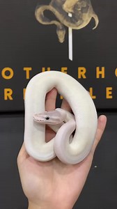 22 reactions | Blue Eye Leucistic ( Super Mojave ) | Brotherhood Reptiles | Facebook