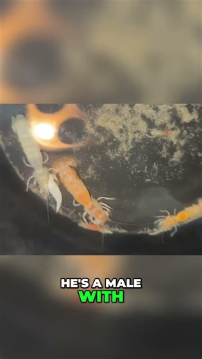 Shrimp Tank Setup: DIY Mud Tank to Crystal Clear! #shorts