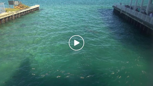 Manatee Lagoon Cam