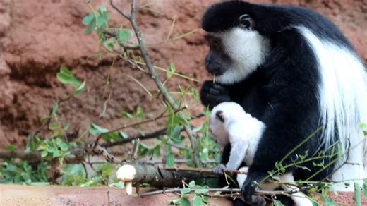 Mončičák 9. 10. 2025 #naturephoto #naturegeography #zoopraha #zoo #zoophotography #zoophoto #animals #animal #animalphotography #animalphotos #canonphotography #canon #canonczsk #praha🇨🇿 #praha #zoopraha #zooprague #pozdrav #gorillatag #gorilla #gorillas #silverback #silverbackstory #best #bestmemes #bestmemes #bestdiscovery #bestvideo #bestphoto #bestfriends | Lucie Štěpničková