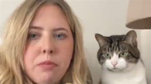 Cat swats snacks off the table
