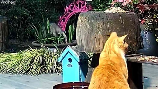 Hungry badger ignored by nearby cat