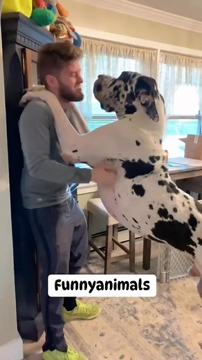 9.1K views · 44 reactions | Big dogs  #love #dogs #loveanimals #lovedogs #funny #comedy | Funny Animals | Facebook