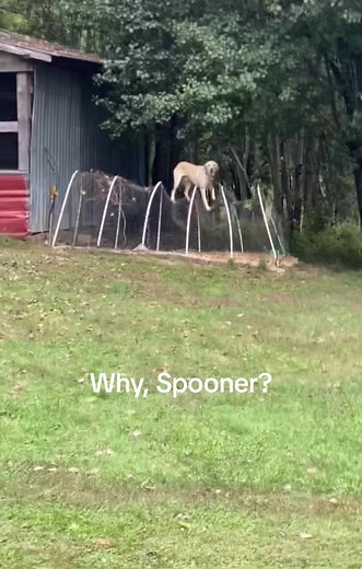 Our lab/Pyrenees climbing on the mini chicken run. It’s like raising a toddler. #greatpyrenees #labrador #pyrenees #chickenrun