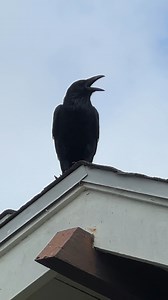 3.8K views · 78 reactions | Spotted this #bird making an interesting clicking sound perched on a rooftop. Can't figure out if it's a #raven or a #crow. We see both around here, though, crows are more common. Any #birdwatchers out there that can identity it? ‍⬛ #birdwatching | Happy Healthy Vegan | Facebook