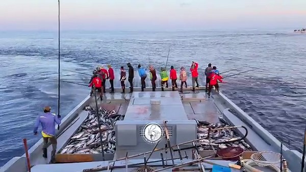 Morning Magic: The Art of Skipjack Tuna Pole fishing 🎣