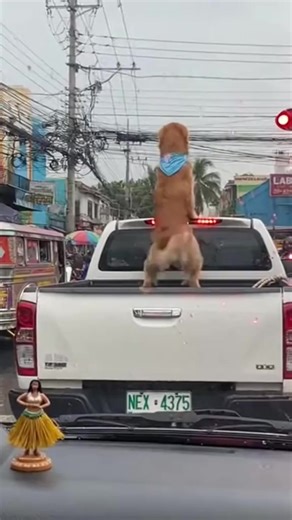 Playful Golden Retriever Moments That Melt Your Heart