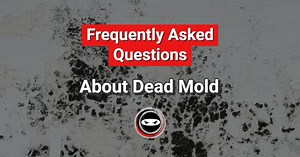 Dead Mold Frequently Asked Questions by Crawl Space Ninja