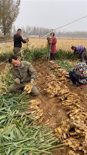 Ginger planting method#shorts #planting