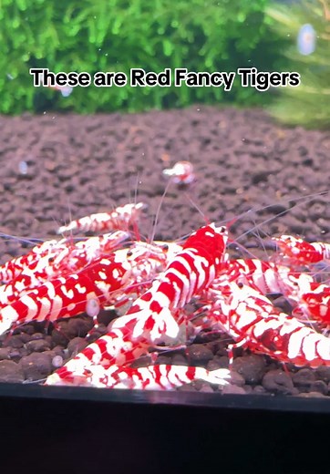 Marios Shrimp Tanks on TikTok