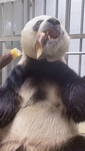 A Day in the Life of a Panda!#panda #pandababy #cute