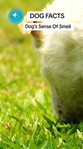 Dog's Sense of Smell: Amazing Facts About Dogs