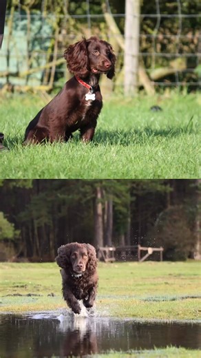 Working Cocker Spaniels vs Show Line Cocker Spaniels 🐾 Same breed you say? However they are VERY different! They may share the same name, but working cockers and show line cockers are bred with very different purposes in mind. Here’s an easy, informative breakdown 👇 Working Cocker Spaniels 🐾 ✔️ Bred for field work and performance ✔️ Smaller, lighter, and more athletic build ✔️ Shorter ears and coats for practicality ✔️ Very high energy, intense drive, and quick learning ✔️ Thrive with lots of