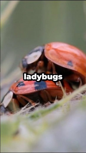 Do You Know the 4 Stages of a Ladybug’s Life Cycle? #shorts
