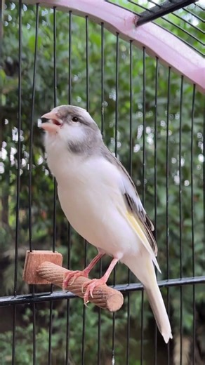 The Best Canary Sound!! Belgian Canary Training Singing