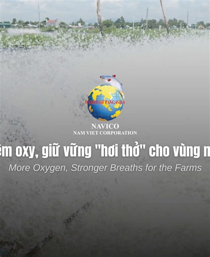 🌊 Enhancing Aquaculture Efficiency in Bình Phú – For Better Export Quality To ensure top-quality Pangasius and Tilapia for global markets, we’ve implemented a high-efficiency oxygenation system at our Bình Phú farming area. This system improves water quality, supports fish health, and enhances growth performance – key factors for meeting strict export standards. This is part of our ongoing commitment to sustainable farming and delivering premium seafood products worldwide. 📍 Location: Bình Phú