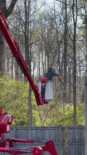 Managing invasive vines on trees…