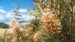 5K views · 252 reactions | Proteas have gained greatly in popularity since J’s Season 1 visit to Resendiz Brothers Protea Growers in California. Watch the complete segment on Life in Bloom on most public television Create TV stations Sunday at 11am EST. | J Schwanke's Life in Bloom | Facebook