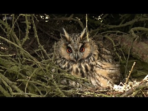 Compilation of the Long-eared Owl nest at Longshaw Estate, Peak District | Springwatch 2025