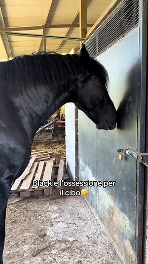 Che bello | Enrico Forte